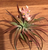 Tilla Critters Draggo One of a Kind Airplant Creations by Chili Fiesta Handiworks
