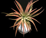 Tilla Critters Dream On One of a Kind Airplant Creations by Chili Fiesta Handiworks