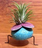 Tilla Critters Evel KaBeetle One of a Kind Air Plant Creations from Chili Fiesta HandiWorks