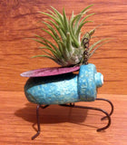 Tilla Critters Evel KaBeetle One of a Kind Air Plant Creations from Chili Fiesta HandiWorks