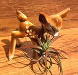 Tilla Critters Fawn & Flora One of a Kind Airplant Creations by Chili Fiesta Handiworks