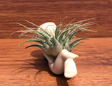 Tilla Critters Heaven Can Wait One of a Kind Airplant Creations by Chili Fiesta Handiworks
