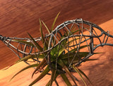 Tilla Critters Indigestion One of a Kind Airplant Creations by Chili Fiesta Handiworks