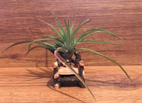 Tilla Critters Kahuna One of a Kind Airplant Creations by Chili Fiesta Handiworks