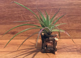 Tilla Critters Kahuna One of a Kind Airplant Creations by Chili Fiesta Handiworks