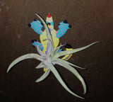 Tilla Critters Karma Chameleon One of a Kind Air Plant Creations from Chili Fiesta HandiWorks