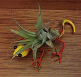 Tilla Critters Leaping Lizzie One of a Kind Air Plant Creations from Chili Fiesta HandiWorks