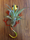 Tilla Critters Leaping Lizzie One of a Kind Air Plant Creations from Chili Fiesta HandiWorks