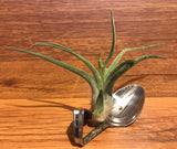 Tilla Critters Lovin Spoonful One of a Kind Airplant Creations by Chili Fiesta Handiworks