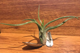 Tilla Critters Lovin Spoonful One of a Kind Airplant Creations by Chili Fiesta Handiworks
