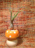 Tilla Critters Magic Mushroom One of a Kind Air Plant Creations from Chili Fiesta HandiWorks