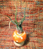 Tilla Critters Magic Mushroom One of a Kind Air Plant Creations from Chili Fiesta HandiWorks