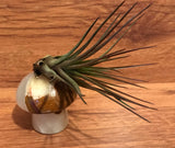 Tilla Critters Nautilus One of a Kind Airplant Creations by Chili Fiesta Handiworks