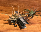 Tilla Critters Orville & Wilbur One of a Kind Airplant Creations by Chili Fiesta Handiworks