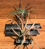 Tilla Critters Orville & Wilbur One of a Kind Airplant Creations by Chili Fiesta Handiworks
