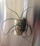 Tilla Critters Pindar One of a Kind Air Plant Creations - Fridge Magnet / Wine Cork Collection 