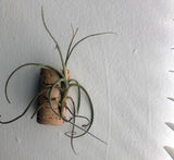 Tilla Critters Pindar One of a Kind Air Plant Creations - Fridge Magnet / Wine Cork Collection