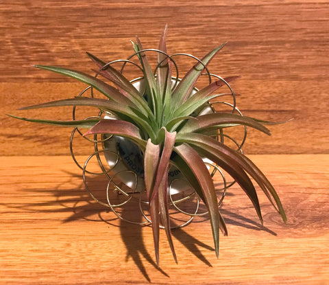 Tilla Critters Plated One of a Kind Airplant Creations by Chili Fiesta Handiworks