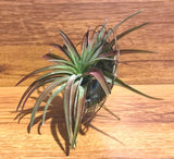 Tilla Critters Plated One of a Kind Airplant Creations by Chili Fiesta Handiworks