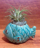 Tilla Critters Rasta Fish Mon One of a Kind Air Plant Creations from Chili Fiesta HandiWorks