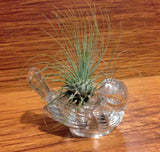 Tilla Critters Robin's Nest One of a Kind Air Plant Creations from Chili Fiesta HandiWorks