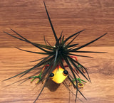 Tilla Critters Sally Mander One of a Kind Airplant Creations by Chili Fiesta Handiworks