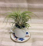 Tilla Critters Tea Time One of a Kind Air Plant Creations from Chili Fiesta HandiWorks
