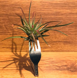 Tilla Critters Tineya One of a Kind Airplant Creations by Chili Fiesta Handiworks