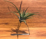Tilla Critters Tineya One of a Kind Airplant Creations by Chili Fiesta Handiworks